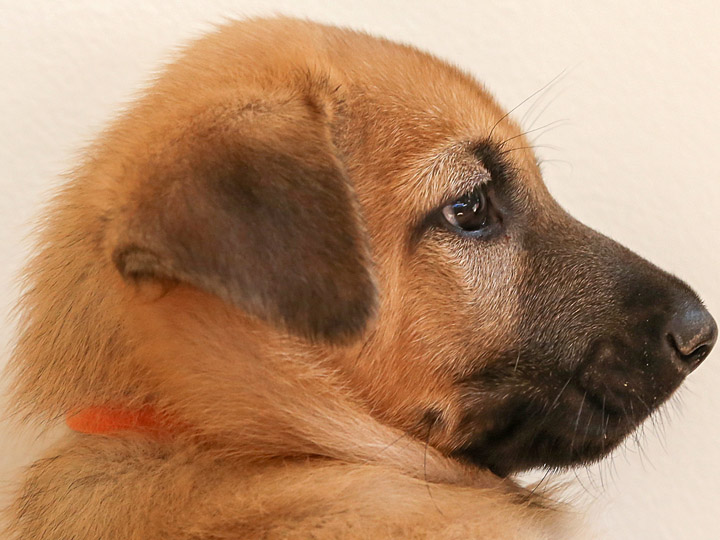 chinook puppy